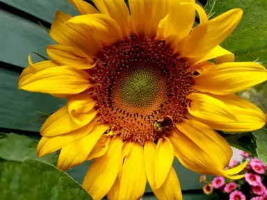 Late Bloom