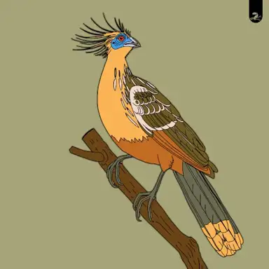 Hoatzin / Turaco