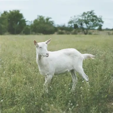 Vivien (Misi Deluxe)