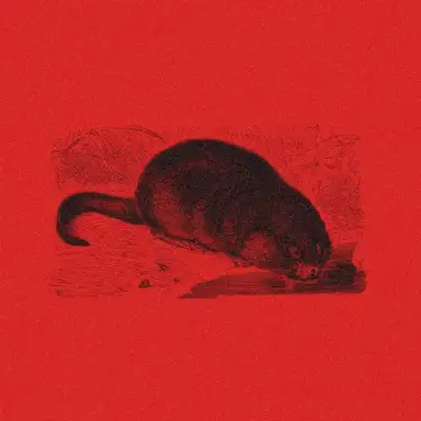 Bisamratte