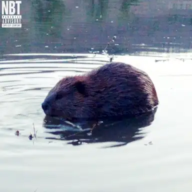 Beaver