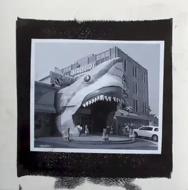 Shark Tour
