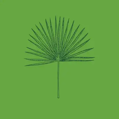 Wind Blown (The Sabal’s Last Word)