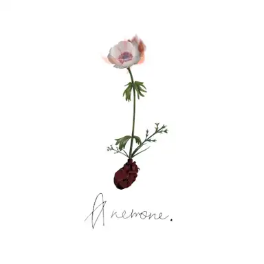 Anemone
