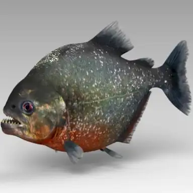 Piranha