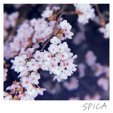 SPICA