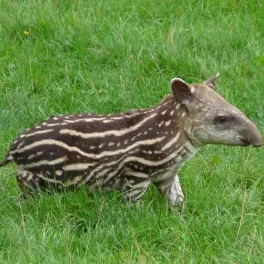 Dysorder Mix Series 006: Tapir