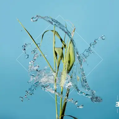 Stream