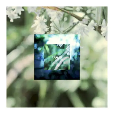 Moss's Lilypad
