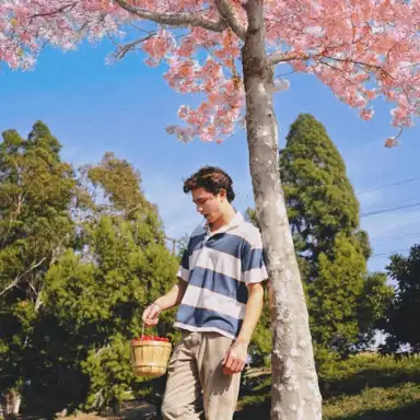 Cherry Trees