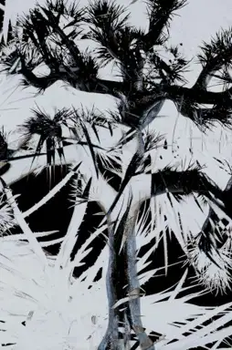Plastic Tree