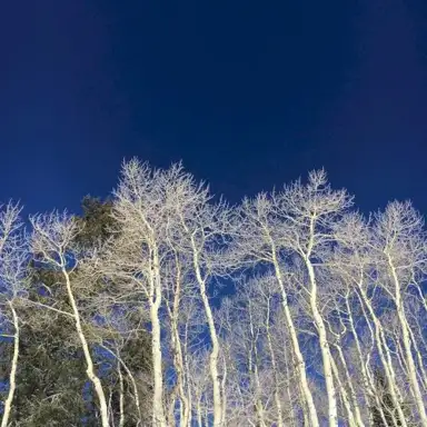 Wilderness