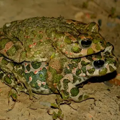 2 Frogs 2’s Day