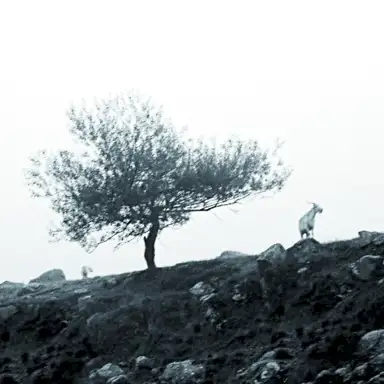 El último árbol sobre la tierra