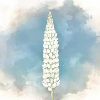 Lupinus