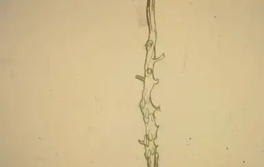 Nothing Under a Microscope