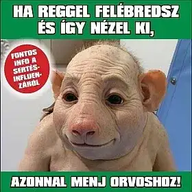 Gyöngyök és disznók