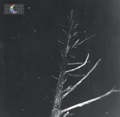 (Colours of the Night) Satellite