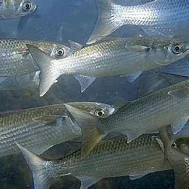 Grey Mullet / Scup