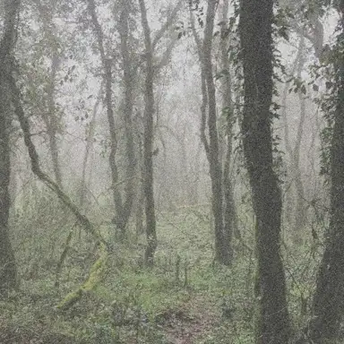 El Bosque de la Niebla