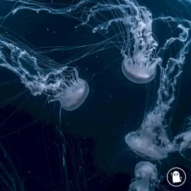 plunge