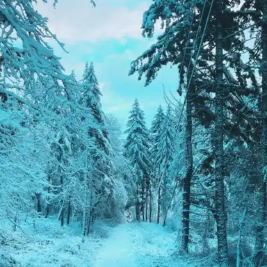The Sound of Snow