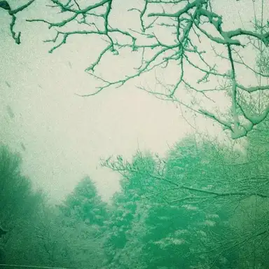 Forest Green