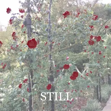 Still