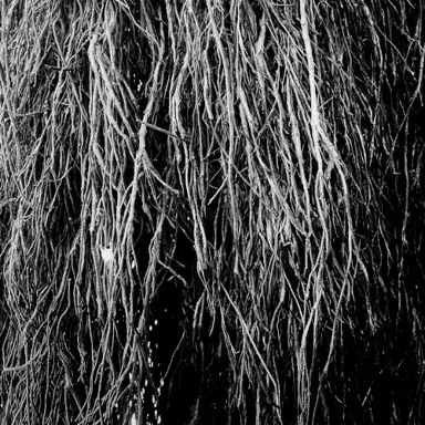 Nocturnal Rainforest
