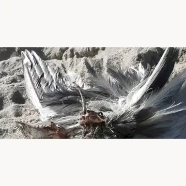 Untitled (Seagull)