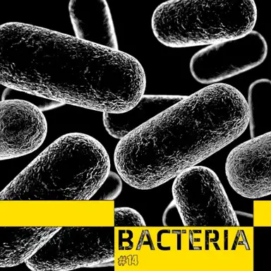 Bacteria