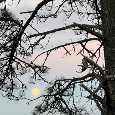 Werewolf Awareness