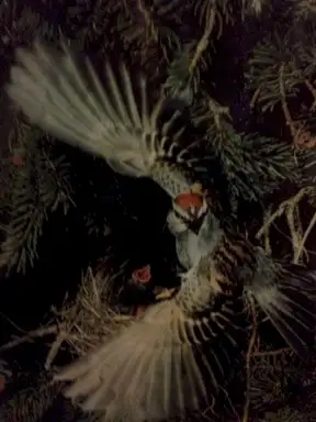 blue nest of larks that die