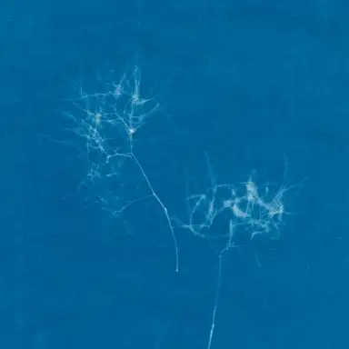 Echo Flowers