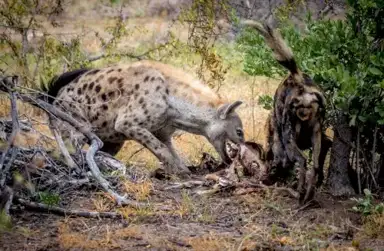 Operation Hyena