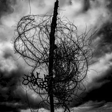 Atrophied Divinity