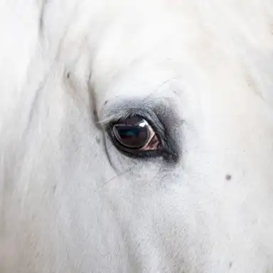 Cabalgata