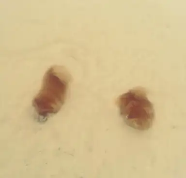 Battles in the Snow II
