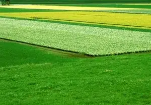 Distant Fields