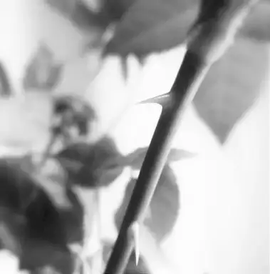 Thorns