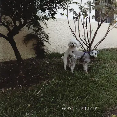 Wolf Alice