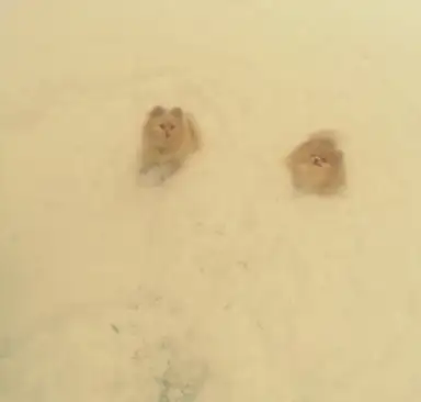 Battles in the Snow