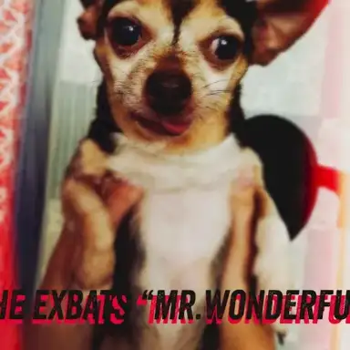 Mr. Wonderful
