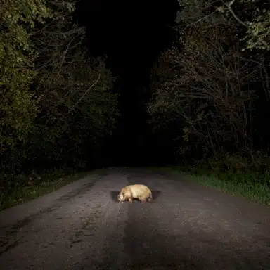 badger