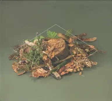 Forest Floor