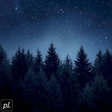 lost in the evergreens
