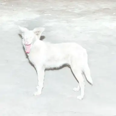 Malandra
