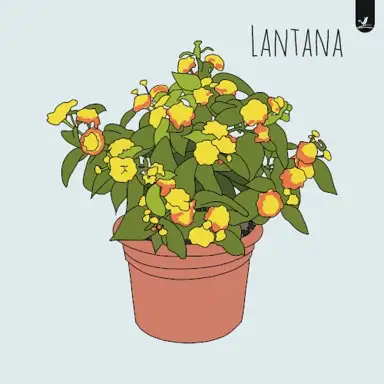 Lantana