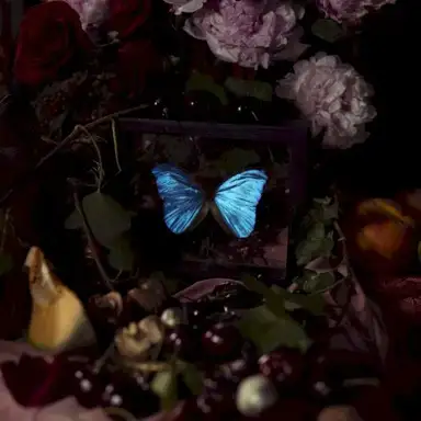Morpho Menelaus