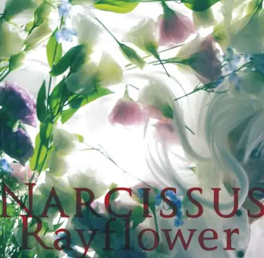 NARCISSUS